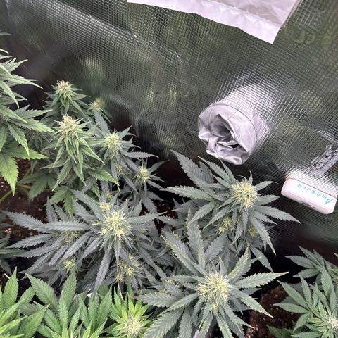Fat Banana growlog timeline photo