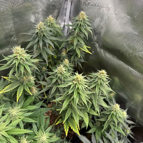 Special Kush #1 growlog timeline photo