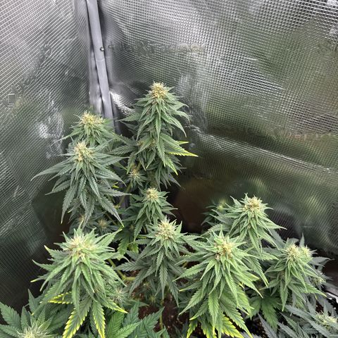Special Kush #1 growlog timeline photo