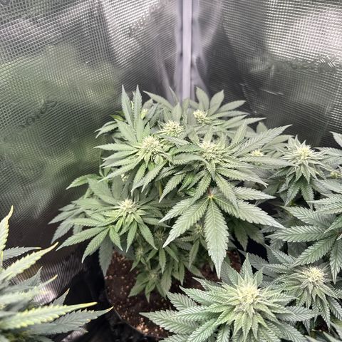 Rainbow Melon growlog timeline photo