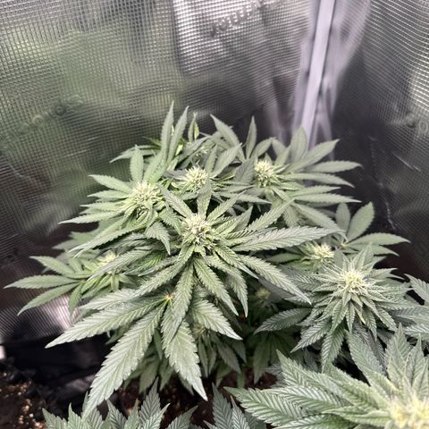 Rainbow Melon growlog timeline photo