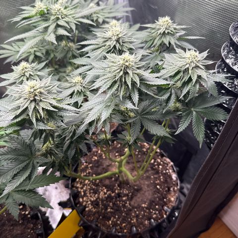 Gorilla Melon growlog timeline photo