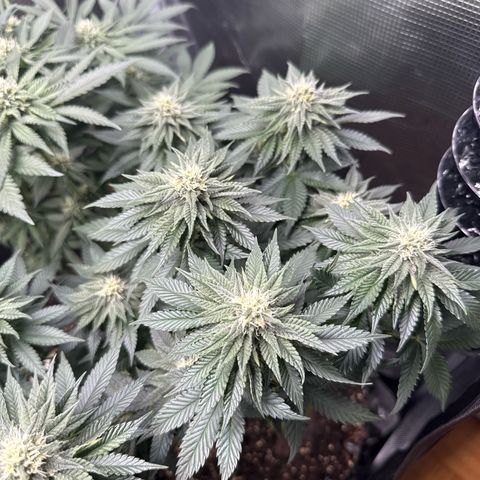 Gorilla Melon growlog timeline photo