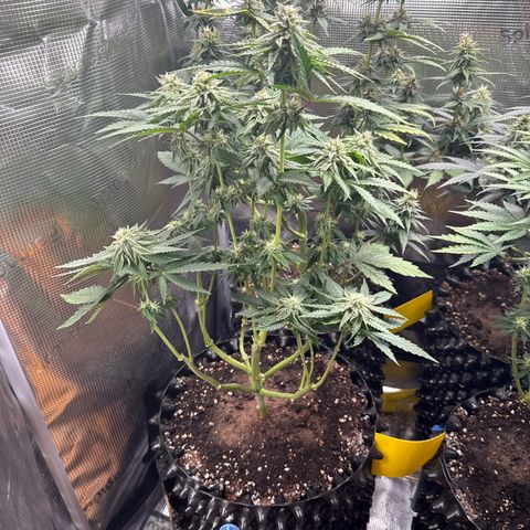Lemonpaya growlog timeline photo