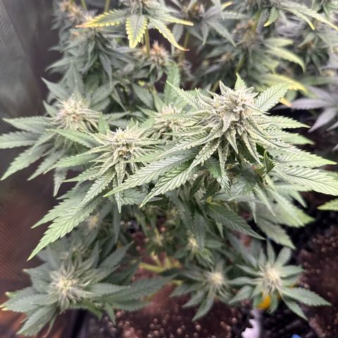 Lemonpaya growlog timeline photo