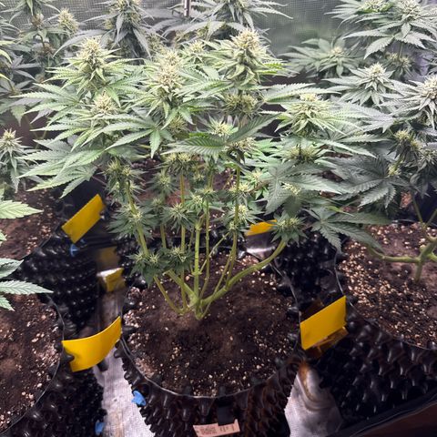Gorilla Melon growlog timeline photo