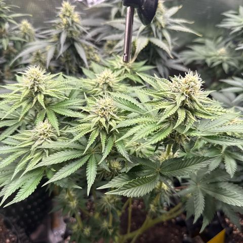Gorilla Melon growlog timeline photo