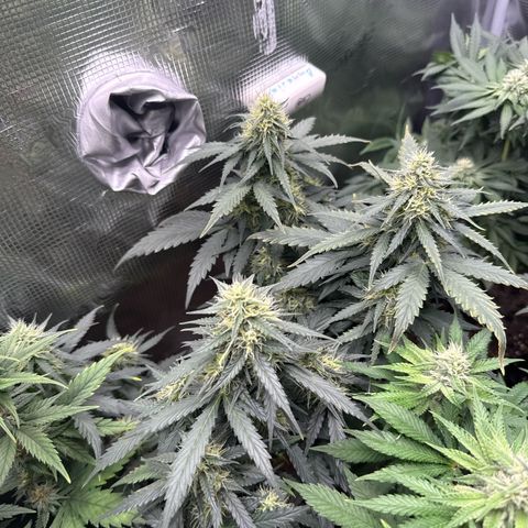 Fat Banana growlog timeline photo