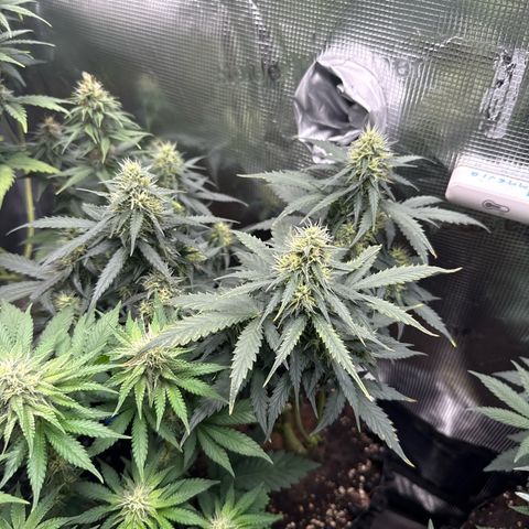 Fat Banana growlog timeline photo