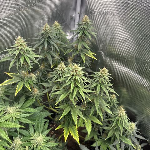 Special Kush #1 growlog timeline photo