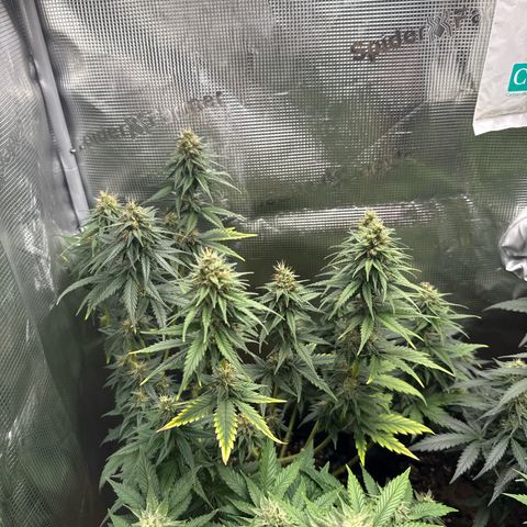 Special Kush #1 growlog timeline photo