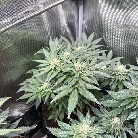 Rainbow Melon growlog timeline photo