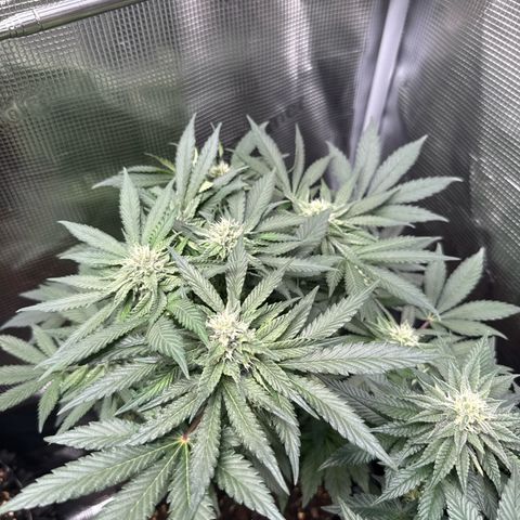 Rainbow Melon growlog timeline photo