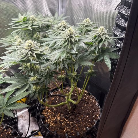 Gorilla Melon growlog timeline photo