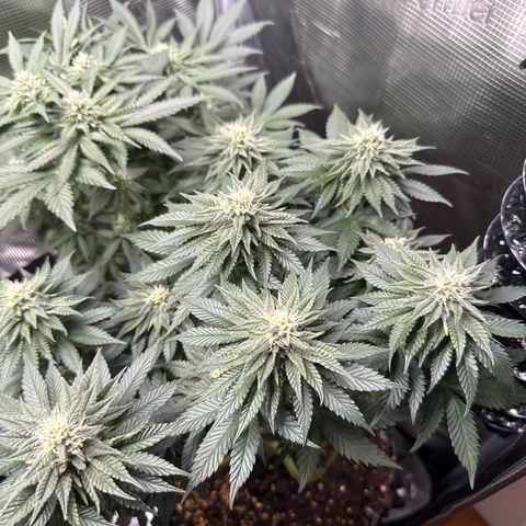 Gorilla Melon growlog timeline photo