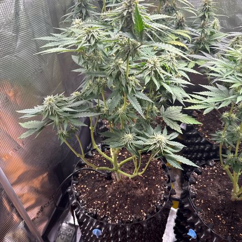 Lemonpaya growlog timeline photo