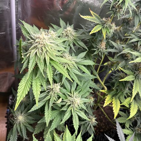 Lemonpaya growlog timeline photo