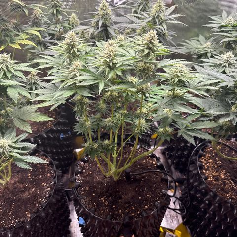 Gorilla Melon growlog timeline photo