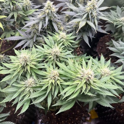 Gorilla Melon growlog timeline photo