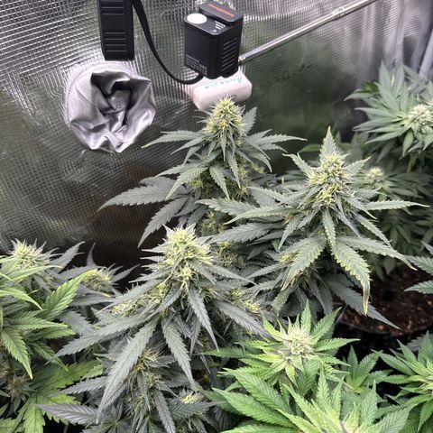Fat Banana growlog timeline photo