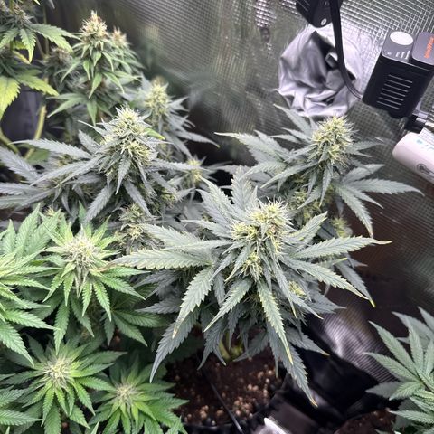 Fat Banana growlog timeline photo