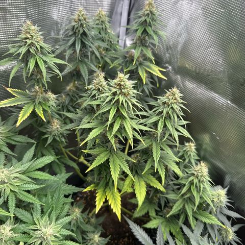 Special Kush #1 growlog timeline photo