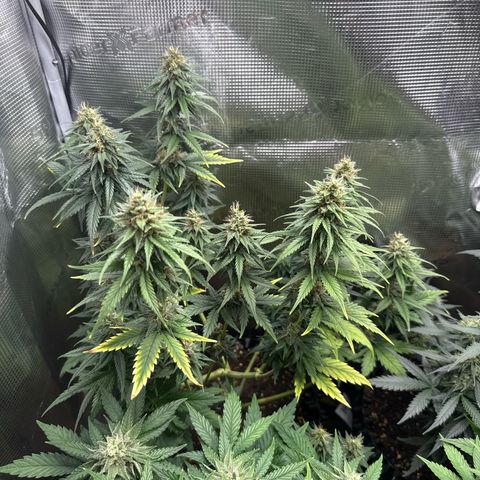 Special Kush #1 growlog timeline photo