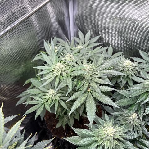 Rainbow Melon growlog timeline photo