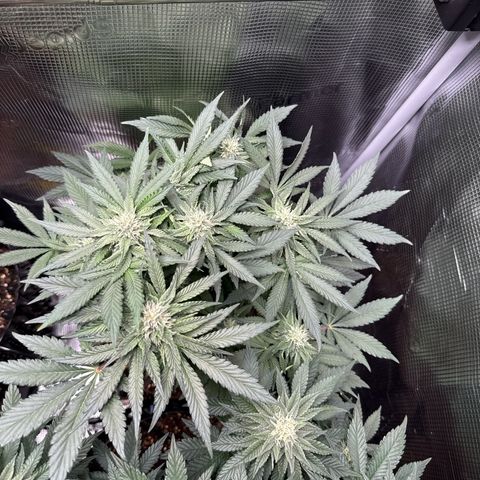 Rainbow Melon growlog timeline photo