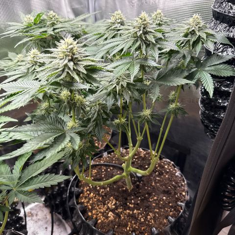 Gorilla Melon growlog timeline photo