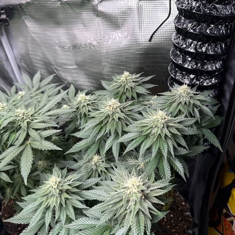 Gorilla Melon growlog timeline photo