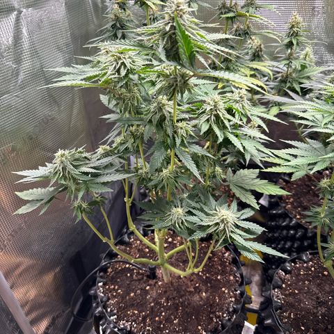 Lemonpaya growlog timeline photo