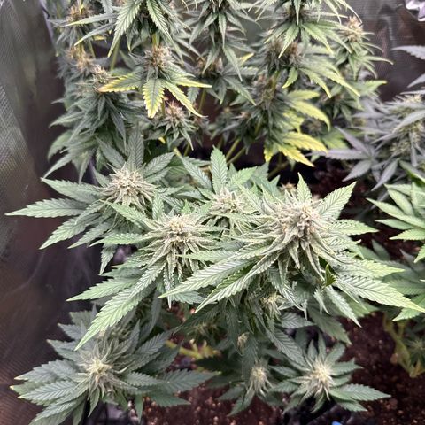 Lemonpaya growlog timeline photo