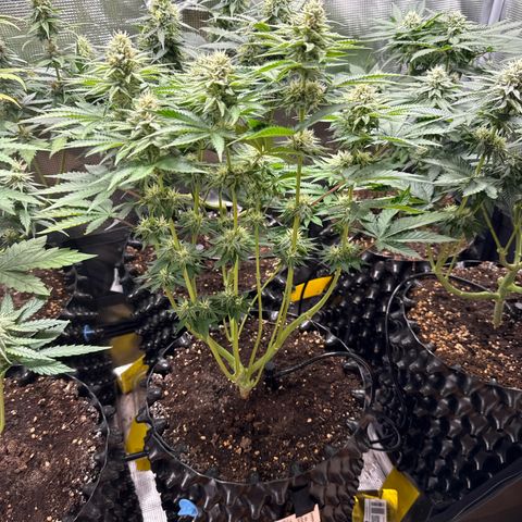 Gorilla Melon growlog timeline photo