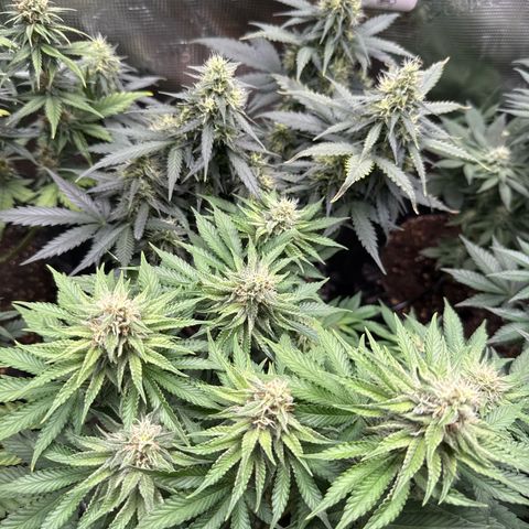 Gorilla Melon growlog timeline photo