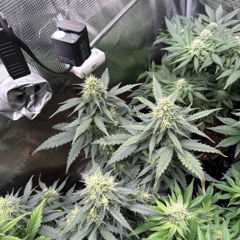 Fat Banana growlog timeline photo