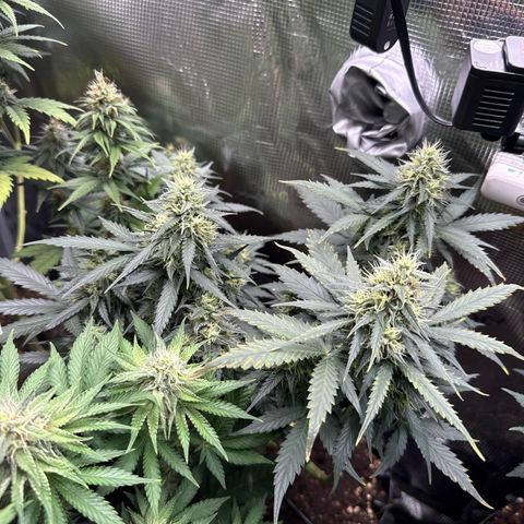 Fat Banana growlog timeline photo