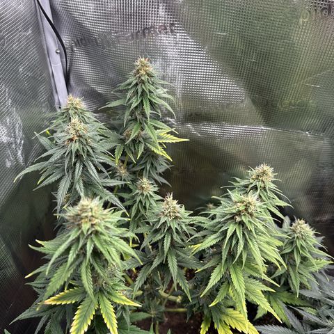 Special Kush #1 growlog timeline photo