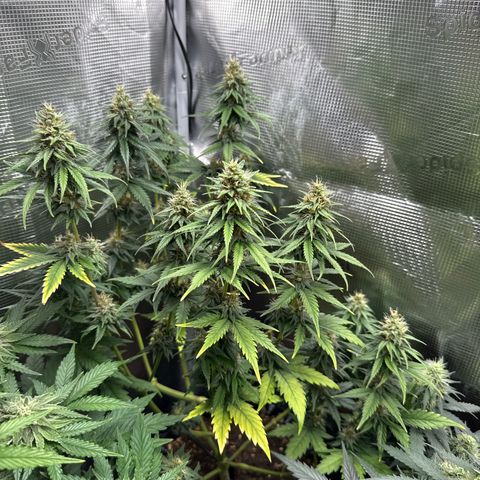 Special Kush #1 growlog timeline photo