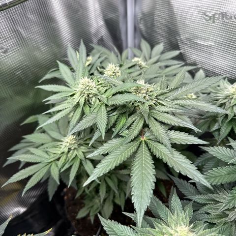 Rainbow Melon growlog timeline photo