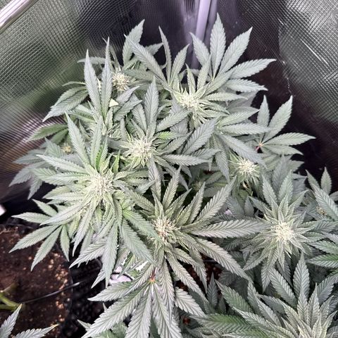 Rainbow Melon growlog timeline photo