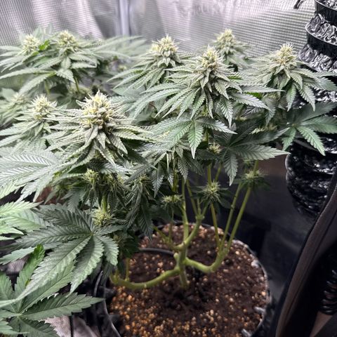 Gorilla Melon growlog timeline photo