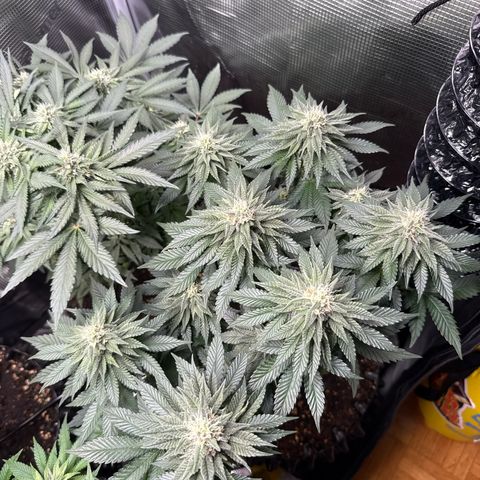 Gorilla Melon growlog timeline photo