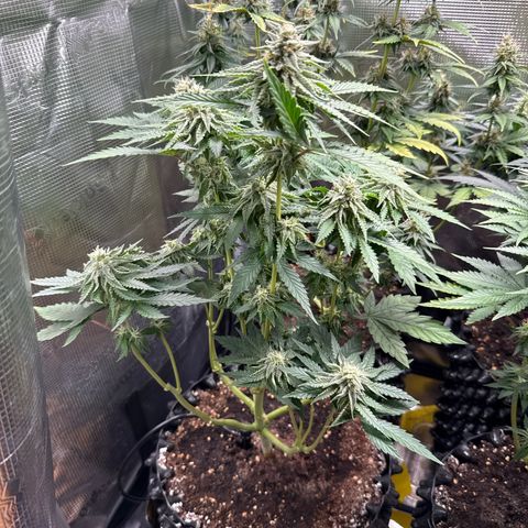 Lemonpaya growlog timeline photo