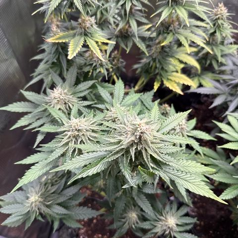 Lemonpaya growlog timeline photo
