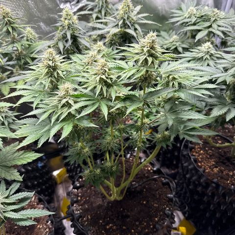 Gorilla Melon growlog timeline photo