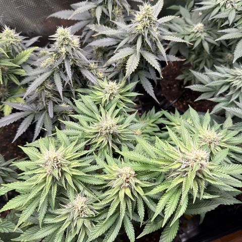 Gorilla Melon growlog timeline photo