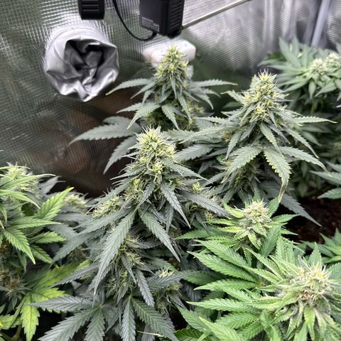 Fat Banana growlog timeline photo