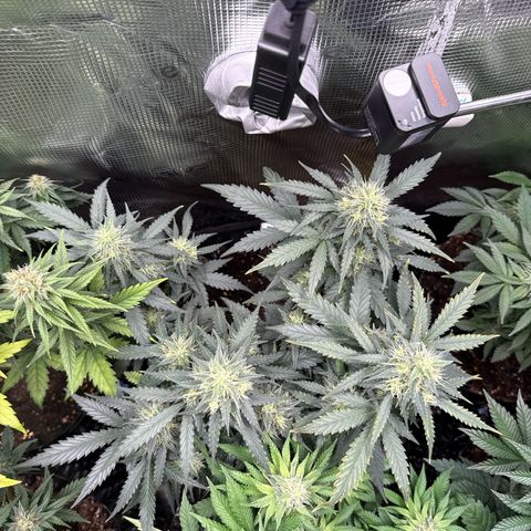 Fat Banana growlog timeline photo