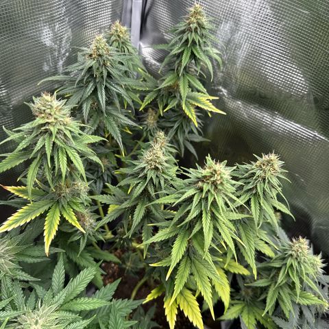 Special Kush #1 growlog timeline photo